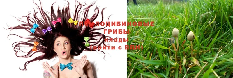 как найти закладки  Буй  Псилоцибиновые грибы Psilocybe 